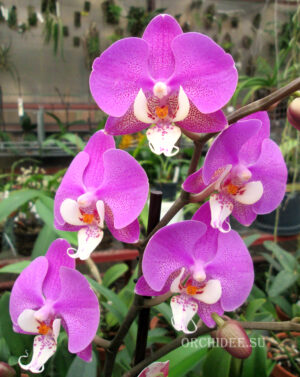 Phalaenopsis PH 160 Los Angeles