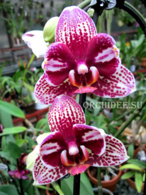 Phalaenopsis PP 010 peloric