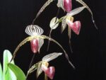 Paphiopedilum Lady Isabel (stonei x rothschildianum)