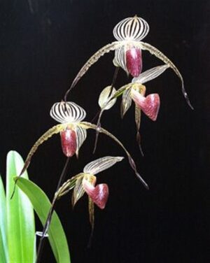 Paphiopedilum Lady Isabel (stonei x rothschildianum)