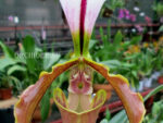 Paphiopedilum Lathamianum (spicerianum x villosum)