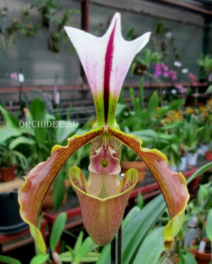 Paphiopedilum Lathamianum (spicerianum x villosum)