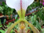 Paphiopedilum Leeanum (insigne x spicerianum)