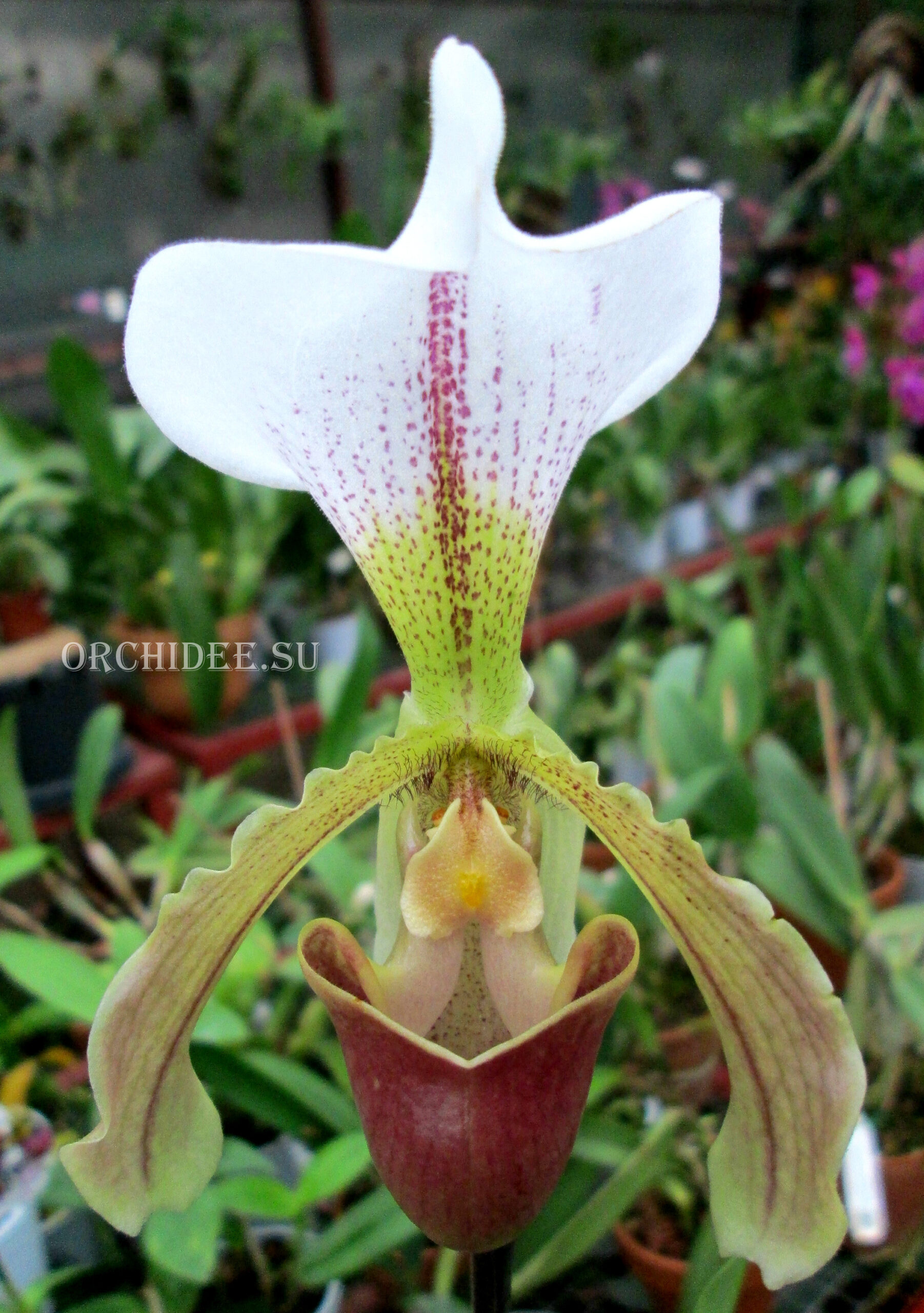 Paphiopedilum Leeanum (insigne x spicerianum)