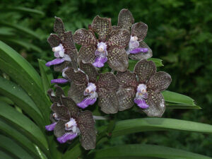 Vanda Mimi Palmer