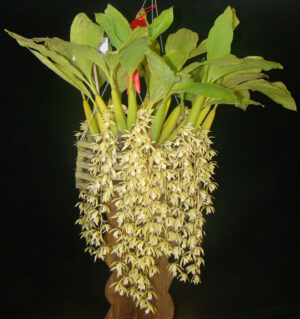 Coelogyne rochussenii