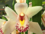 Cymbidium Cream Dream