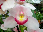 Cymbidium Light Pink