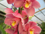 Cymbidium Best Pink