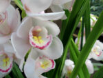 Cymbidium White Pink