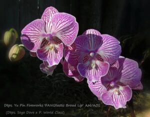 Doritaenopsis Yu Pin Fireworks 'FANGtastic Broad Lip' AM/AOS