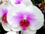Phalaenopsis PH 007 Mountion