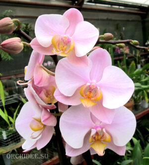 Phalaenopsis PH 040 Anthura Salinas