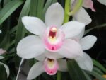 Cymbidium Summer Magic