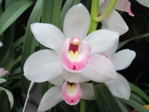 Cymbidium Summer Magic