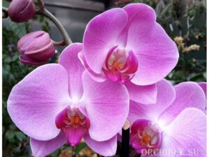 Phalaenopsis PH 080/1 Happy Valentina