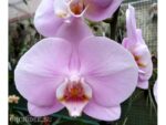 Phalaenopsis PH 161 Manila