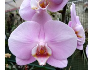 Phalaenopsis PH 161 Manila