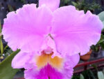 Brassolaeliocattleya Pamela Hetherington