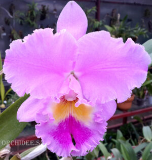 Brassolaeliocattleya Pamela Hetherington