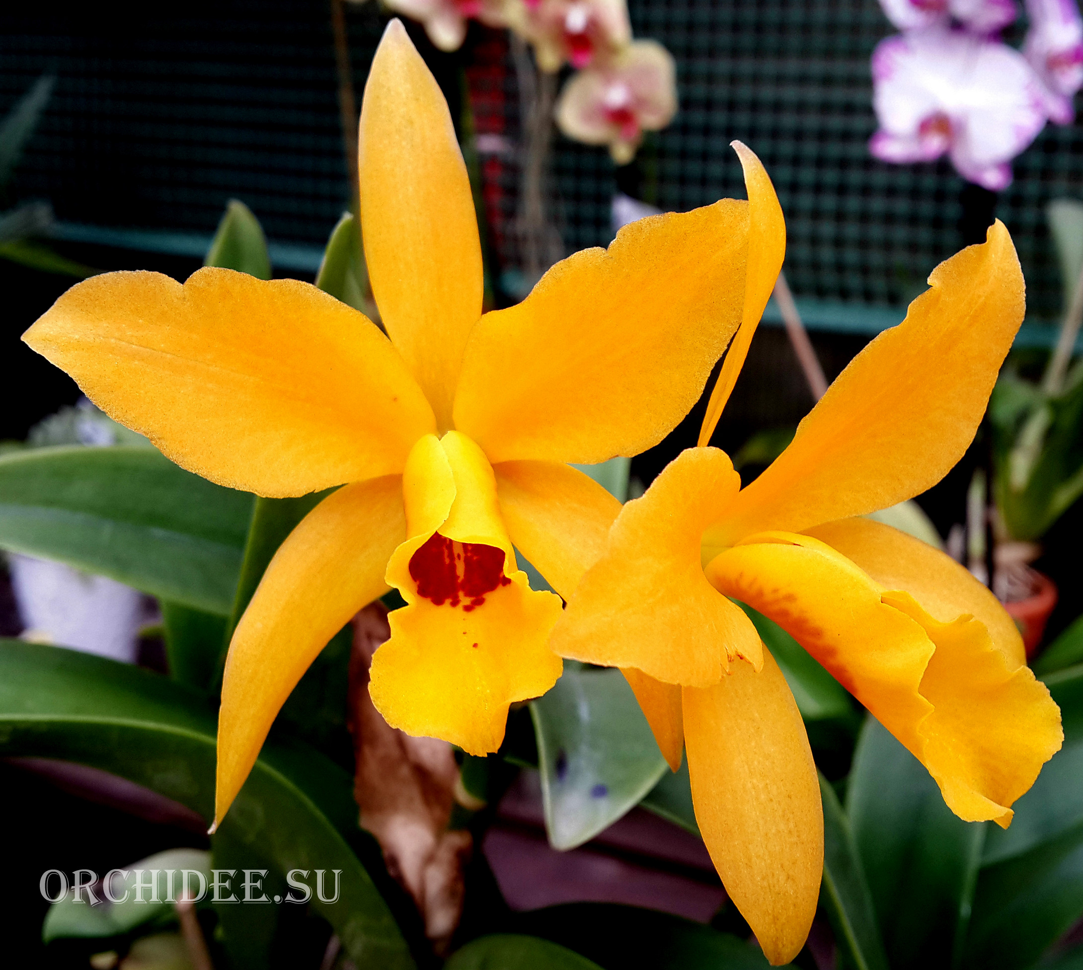 Cattlianthe Gold Digger 'Buttercup'