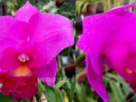 Cattleya Purple hybrid