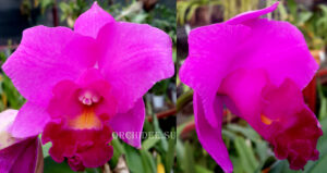 Cattleya Purple hybrid