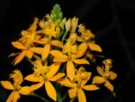 Epidendrum ibaguense