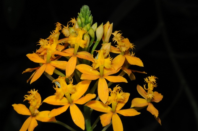 Epidendrum ibaguense