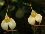 Masdevallia Mary Staal