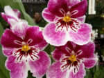Miltoniopsis hybrid 002