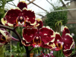 Phalaenopsis PH 169 Fire