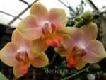 Phalaenopsis PHM 069 Willemstad