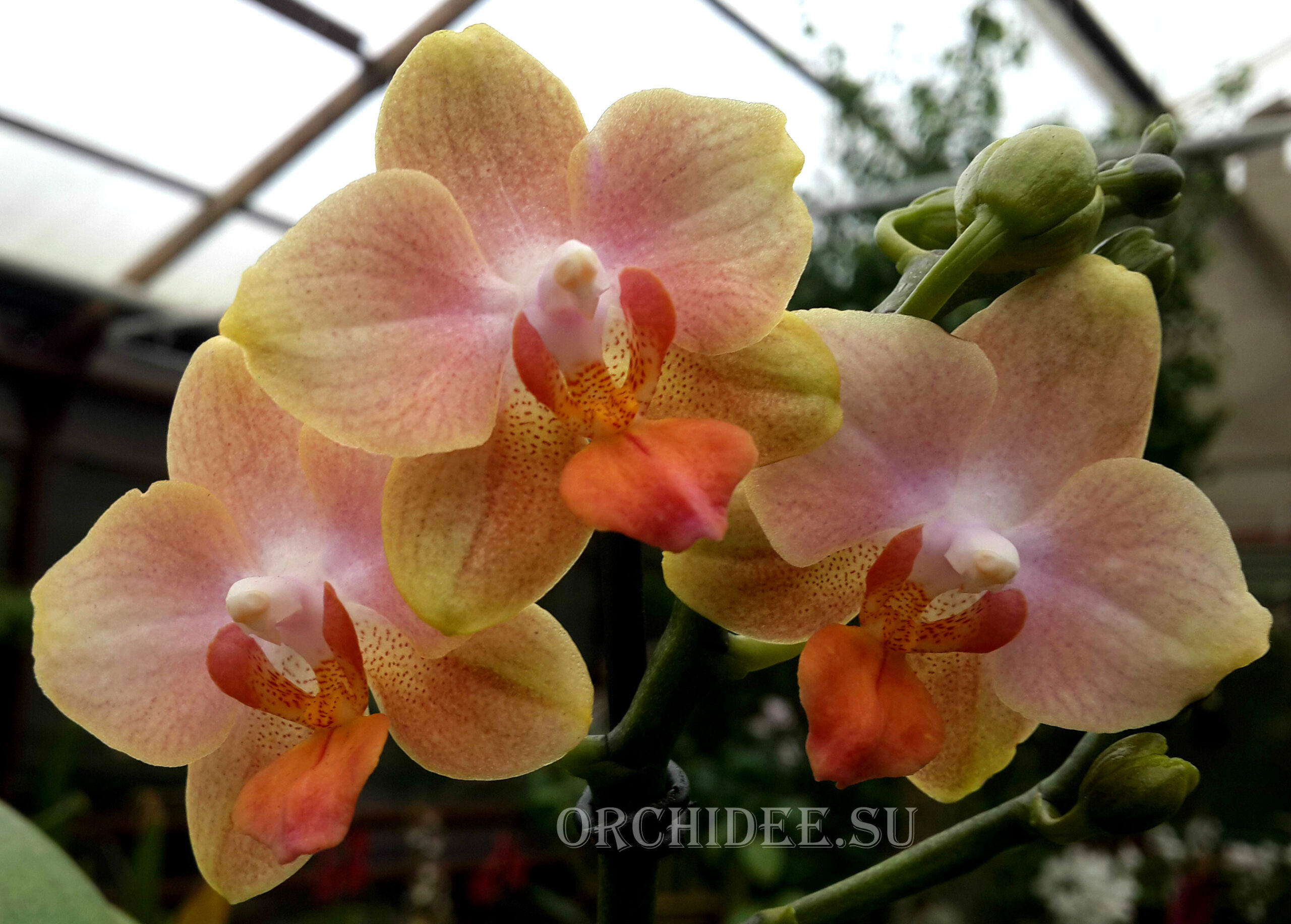 Phalaenopsis PHM 069 Willemstad