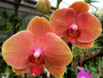 Phalaenopsis PH 167