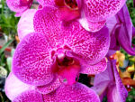 Phalaenopsis PH 168