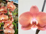Phalaenopsis PH 170 Cobrion