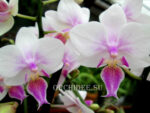 Phalaenopsis PHM 037 Sogo Twilight Rainbow