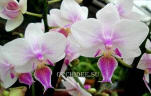 Phalaenopsis PHM 037 Sogo Twilight Rainbow