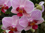 Phalaenopsis PHM 039 Sweet Red Lip