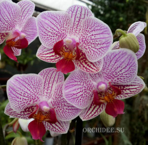 Phalaenopsis PHM 039 Sweet Red Lip