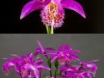 Pleione 'Tongariro'