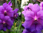 Vanda Purple hybrid