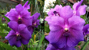 Vanda Purple hybrid