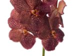 Vanda Lava
