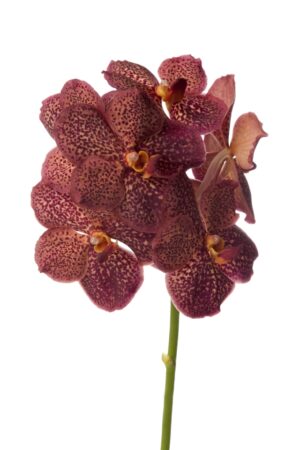 Vanda Lava