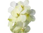 Vanda Tayanee White