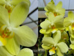 Phalaenopsis PHM 044 Brother Golden Embers