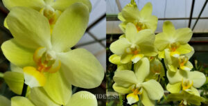 Phalaenopsis PHM 044 Brother Golden Embers