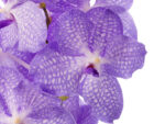 Vanda Kanchana Angelite